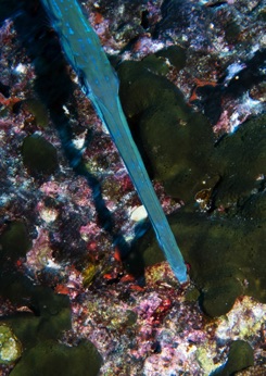 Rangiroa Trumpetfish